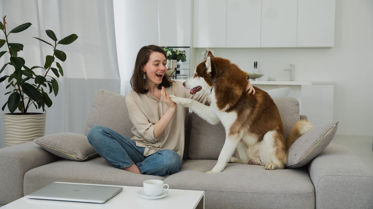 How to tackle pet hair cleaning in humid Singapore